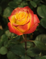 Роза чайно-гибридная Хай Меджик 